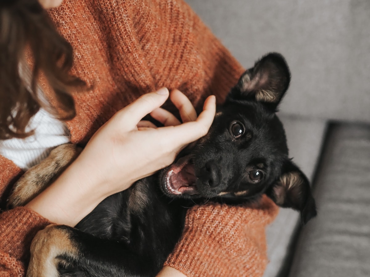 Persona che accarezza il proprio cane a casa